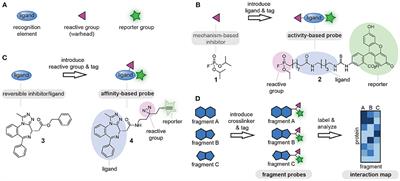 Modular Approaches to Synthesize Activity- and Affinity-Based Chemical Probes